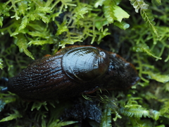 Schizoglossa