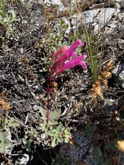 Penstemon newberryi