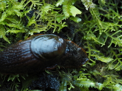 Schizoglossa