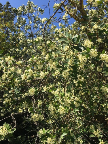 Winter's bark (Drimys winteri)