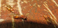 Crematogaster delagoensis
