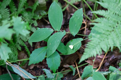 Uvularia grandiflora