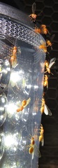 Crematogaster delagoensis