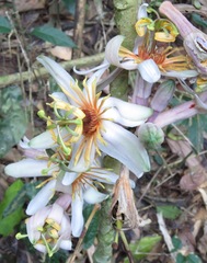 Passiflora cauliflora