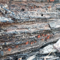 Metatrichia vesparium