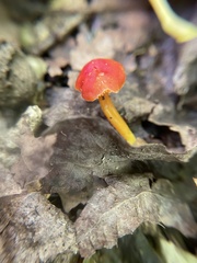 Hygrocybe coccinea