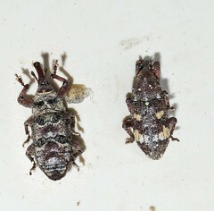 Pissodes validirostris