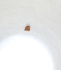 Tortricoidea