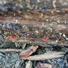 Metatrichia vesparium