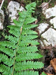 Dryopteridoideae
