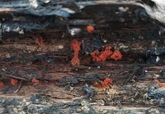 Metatrichia vesparium