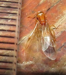 Crematogaster delagoensis
