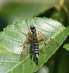 Itoplectis conquisitor