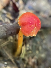 Hygrocybe coccinea