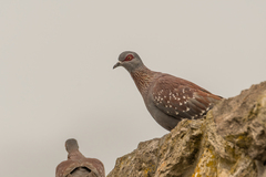 Columba guinea phaeonota