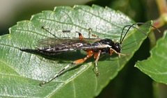 Itoplectis conquisitor