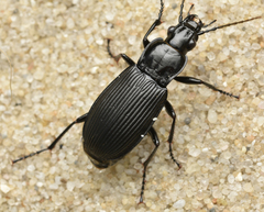 Pterostichus niger