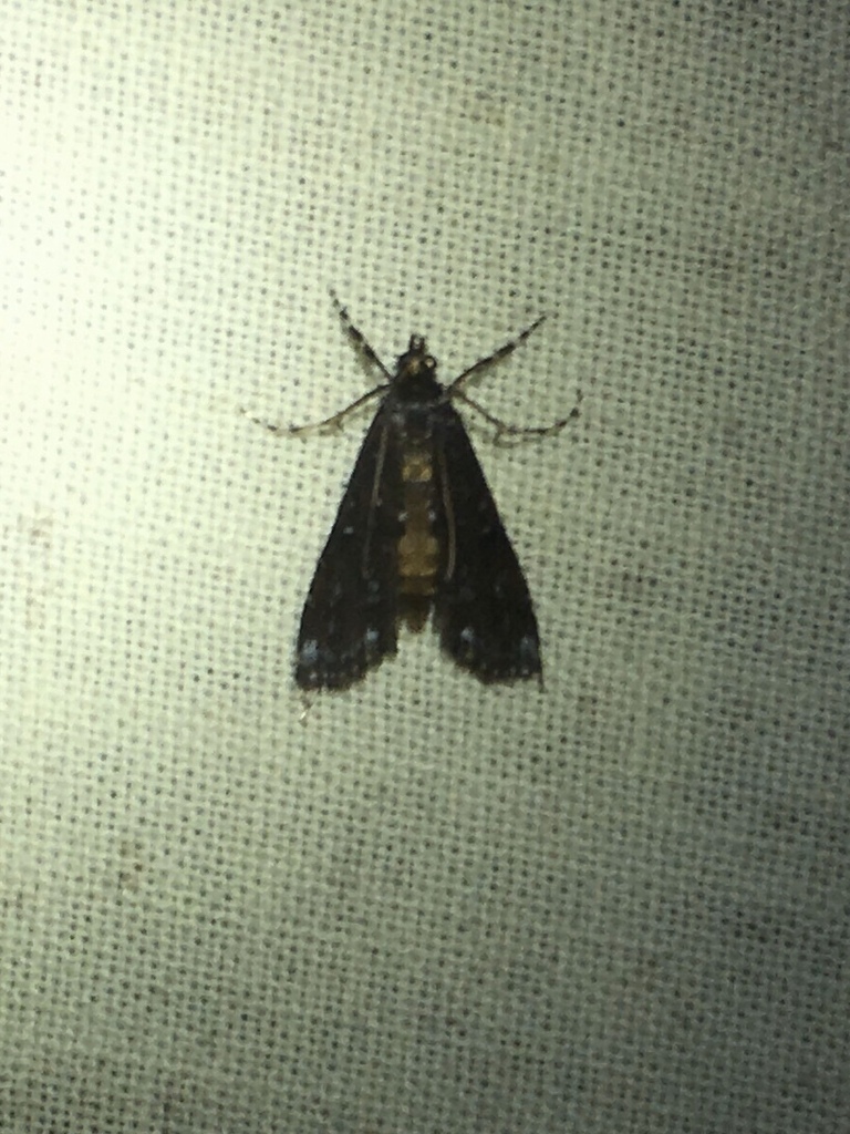 Black Langessa Moth