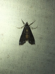 Langessa nomophilalis