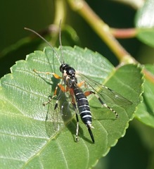 Itoplectis conquisitor