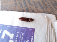 Stenagostus laufferi