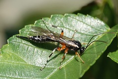 Itoplectis conquisitor