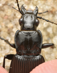 Pterostichus niger