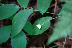 Uvularia grandiflora