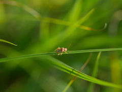 Rhopalus parumpunctatus