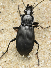 Pterostichus niger