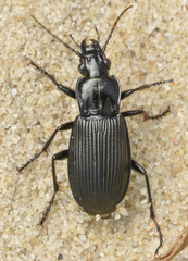 Pterostichus niger