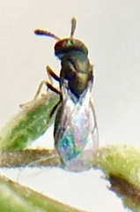 Tetrastichinae
