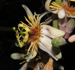 Passiflora cauliflora