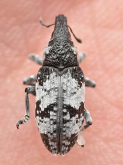 Bothynoderes affinis