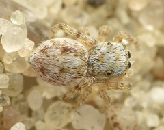 Attulus distinguendus
