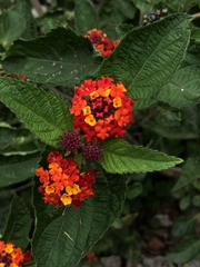 Lantana horrida