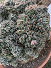 Gymnocalycium