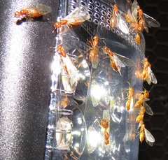 Crematogaster delagoensis
