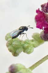 Tetrastichinae