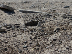 Xerospermophilus tereticaudus