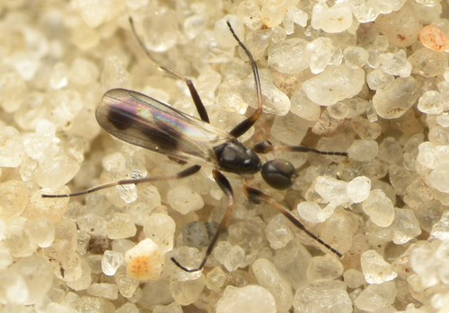 Tachydromia sabulosa