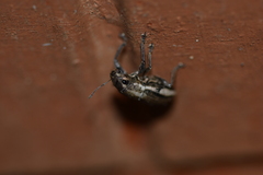 Naupactus peregrinus