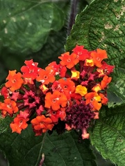 Lantana horrida