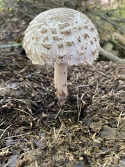 Chlorophyllum rhacodes