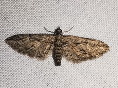 Eupithecia oxycedrata