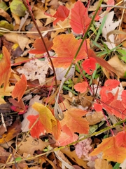 Acer ginnala