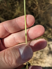 Bothriochloa hybrida