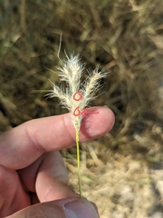 Bothriochloa hybrida