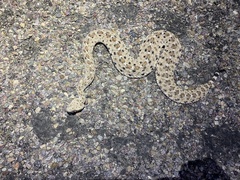Crotalus cerastes laterorepens