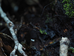 Forsteropsalis pureora